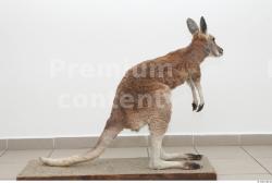 Whole Body Kangaroo