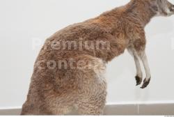 Upper Body Kangaroo