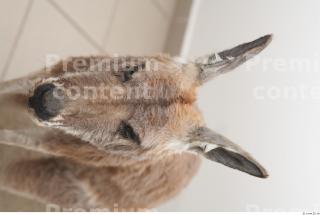 Kangaroo