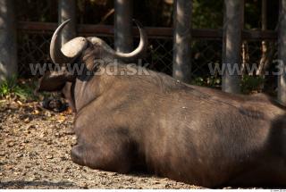 Buffalo poses