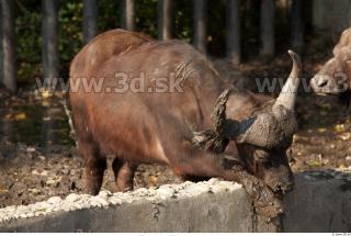 Buffalo poses