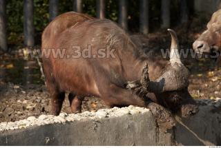 Buffalo poses