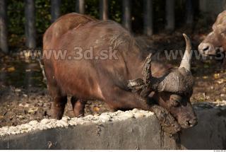 Buffalo poses