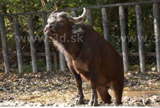 Buffalo poses