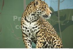 Neck Jaguar