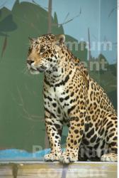 Head Jaguar