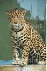 Head Jaguar