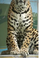 Leg Jaguar