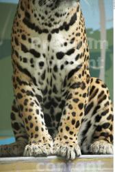 Leg Jaguar