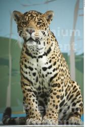 Whole Body Jaguar