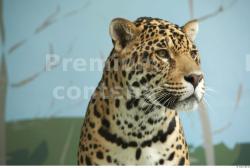 Head Jaguar