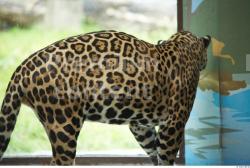 Upper Body Animation references Jaguar