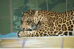 Head Other Jaguar