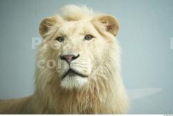 Head Lion