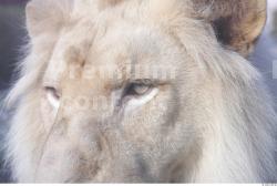 Face Tongue Lion Animal photo references