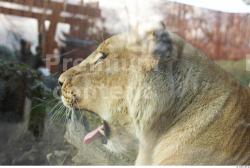 Head Tongue Lion Animal photo references