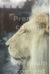 Head Tongue Lion Animal photo references