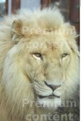 Head Tongue Lion Animal photo references