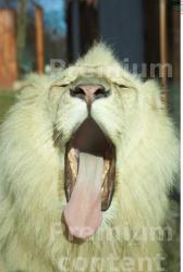 Mouth Tongue Lion Animal photo references