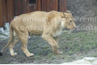 Lion poses