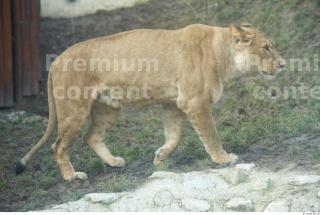 Lion poses