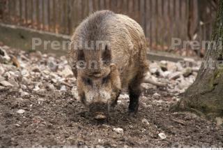 Boar