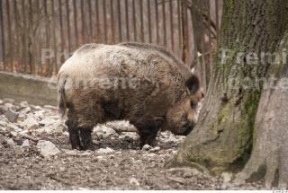 Boar