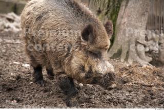 Boar