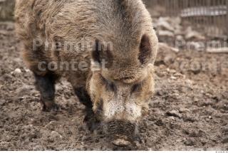 Boar