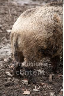 Boar