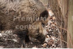 Head Boar