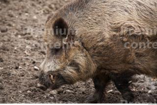 Boar