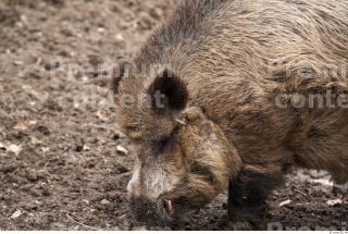 Boar