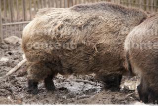 Boar