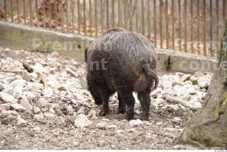 Boar