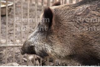 Boar