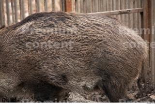 Boar