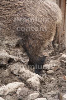 Boar