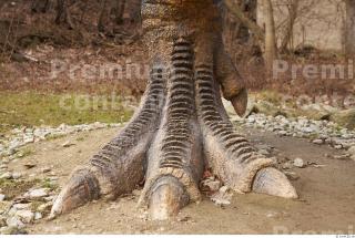 Thyranosaurus Rex