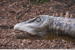 Head Dinosaurus-Diplodocus
