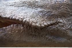 Mouth Dinosaurus-Diplodocus