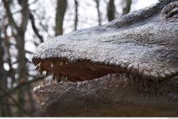 Mouth Dinosaurus-Diplodocus