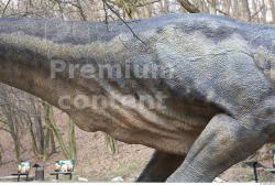 Whole Body Tail Dinosaurus-Allosaurus Animal photo references