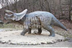 Whole Body Dinosaurus-Triceratops Animal photo references