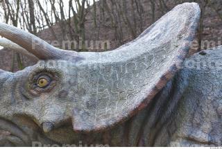 Triceratops