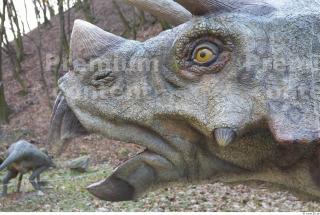 Triceratops