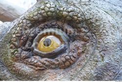 Eye Whole Body Dinosaurus-Triceratops Animal photo references