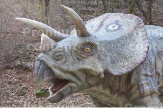 Triceratops