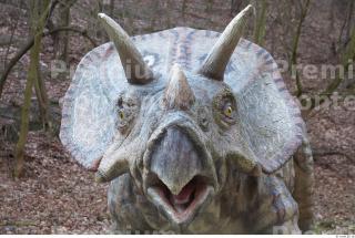 Triceratops