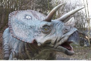 Triceratops